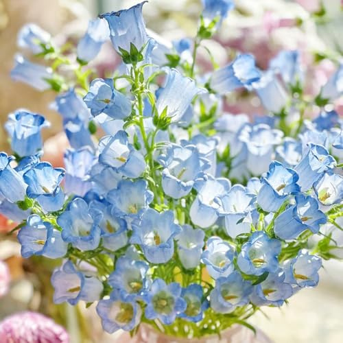 semi di campanula perenni - balcone biologici rare aiuole rialzate esotiche da giardino resistenti 800pcs
