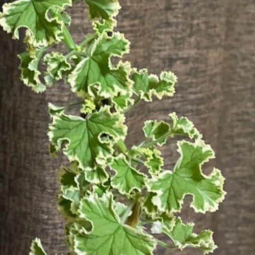 geranios perfumados - Pelargonium graveolens - de jardín de medicinales exóticas geranio limóns jardín resistentes semillas balcón, cocina 60semillas