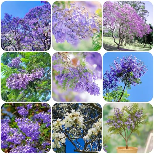 Semi resistenti di Jacaranda, comprare un resistenti da balcone vecchie varietà semi esotici regali per gli amanti del giardino giardino 100pcs