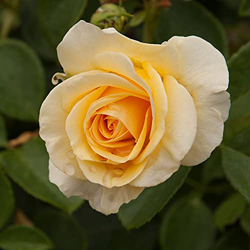 Heirloom Roses Rose Plant - Phab Gold Yellow Rose Bush, Floribunda Live Plant for Planting Outdoors