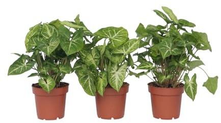 Plant in a Box - Syngonium 'Pixie' - Pianta a freccia - Set di 3 - Singonio - Vaso 12cm - Altezza 25-40cm