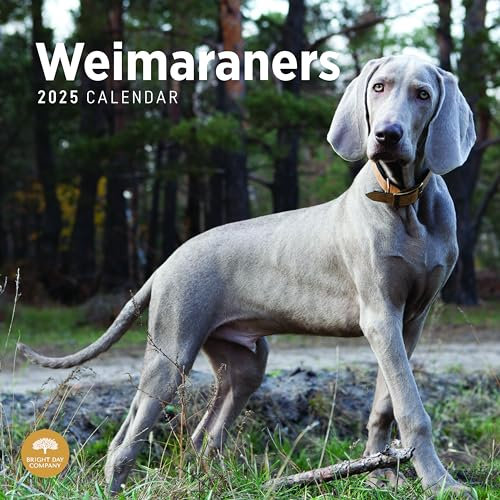 Bright Day Weimaraners Monats-Wandkalender 2025, 30,5 x 30,5 cm, niedliches Geschenk für Hunderassen