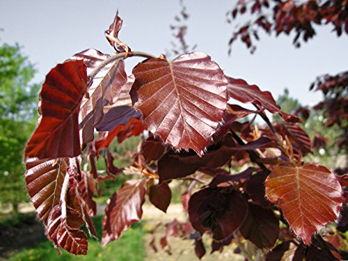 10 Stk. Blutbuche - Blutbuchenhecke Containerware 125-150 cm hoch - Fagus sylvatica Purpurea - Garten von Ehren®