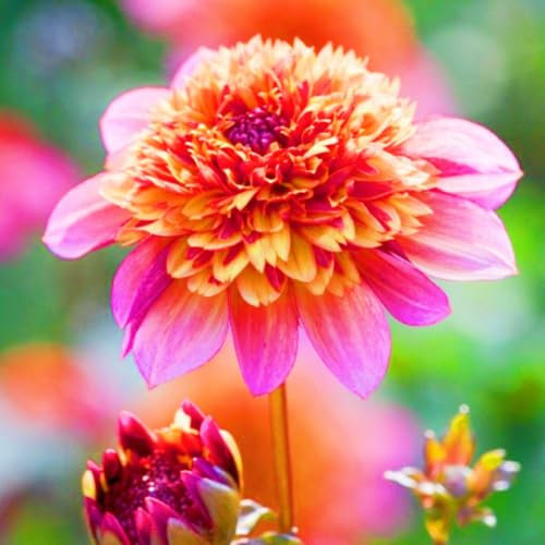 Dahlia Tubers UK Best Decoration Wedding Flowers/Hardy Perennial/Garden Flowers-10bulbs-a