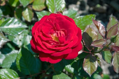 Rosa 'Mariandel' – Winterhart, Mehrjährig – Edelrose – Beetpflanze für Garten & Rabatte