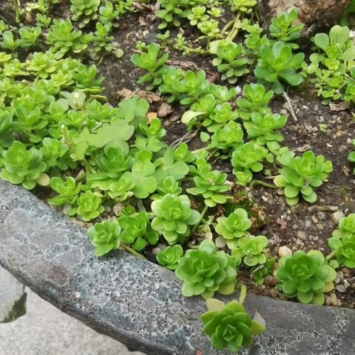 semillas resistentes de sedum, balcón de sedum, reales, jardín de rocas resistentes 50pcs