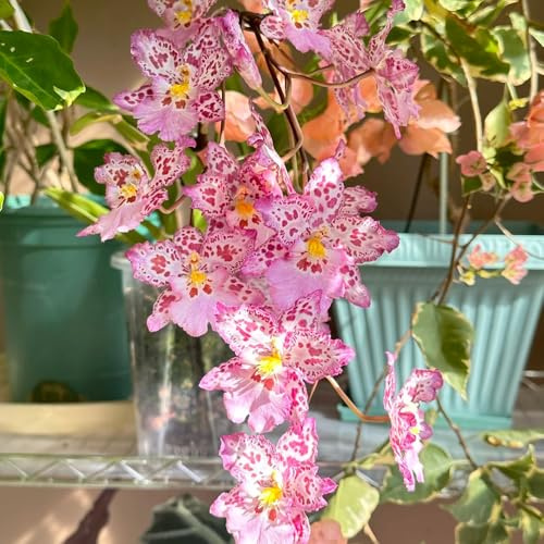 Semi di orchidea Oncidium - copertura del terreno da ufficio resistenti per giardini rocciosi organico arredamento del soggiorno estivi raro da balcone semi di 300pcs