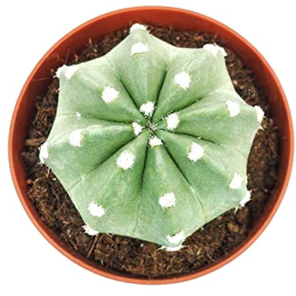 Cactus Echinopsis Denudatum Mini Planta Natural