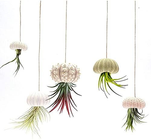 AYNEFY 5 Stück Muschel-Blumentopf, dekorativer hängender Luftpflanzentopf, Seeigel-Muschel-Hängepflanzgefäß, dekorative Pflanzen nicht im Lieferumfang enthalten, 7 x 5 x 3 cm (4-teiliges Set)