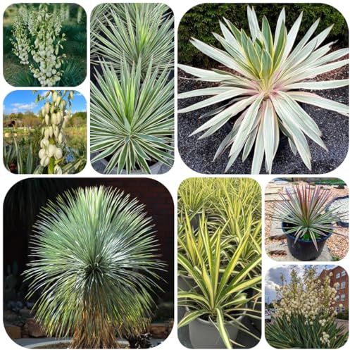 Semi di yucca palma giglio resistente arbusti fioriti, resistenti all'esterno palma di yucca semi, ombra da giardino roccioso resistenti 25pcs