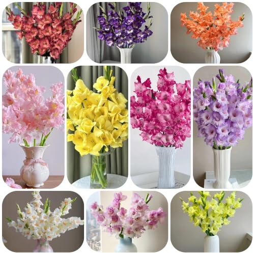 12bulbos de gladiolos jardín primavera resistentes en balcón decorativas