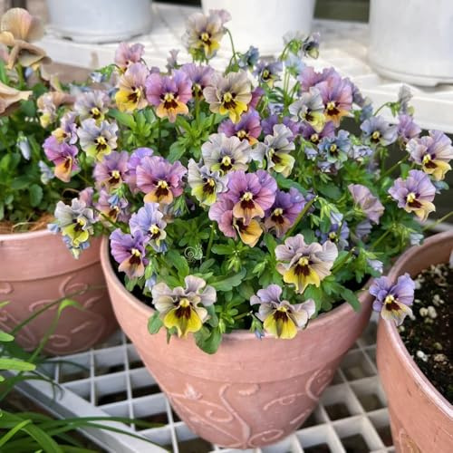 semi di viola cornuta perenni - decorazioni resistenti per il giardino regali sostenibili balcone 600pcs