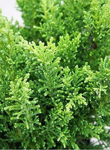1X Chamaecyparis Draht Nano Ornamentale conifera pianta 50-60cm Alto in Un 2L Pot
