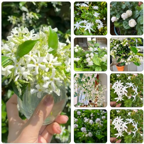 jasmin pflanzendeko mehrjährige blumensamen kräutersamen gartensamen blumengarten gartenpflanzen winterharte stauden dauerblüher exotische zimmerpflanzen frühlingsblumen wohnzimmer 250samen