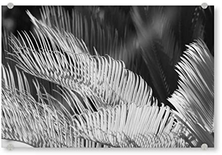 artboxONE Acrylglasbild 60x40 cm Natur Farn in schwarzweiss Bild hinter Acrylglas - Bild Farn blätter Closeup