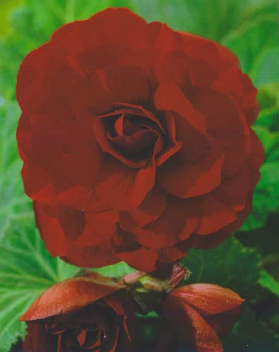 Blumenhandel Ullrich Begonien Großblütig gefüllt in rot Knollenbegonien Blumenzwiebeln (5 Blumenzwiebeln)