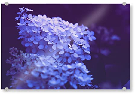 artboxONE Acrylglasbild 30x20 cm Natur Grandiflora - Bild Hortensie blüten Botanical stimmungsvoll