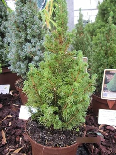 Picea glauca conica Perfecta - Zwerg-Zuckerhutfichte Conica - 25-30cm