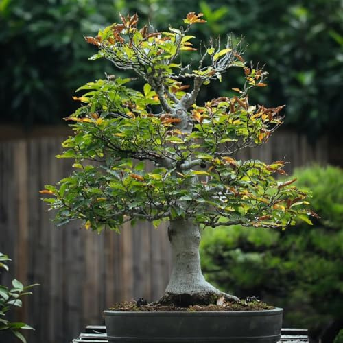 rotbuche - deko exotische balkongarten winterhart seltene 10samen