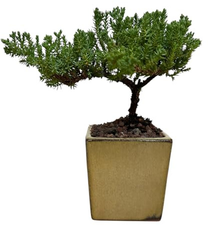 Hopewind Plants Shop - Live Green Mound Juniper Bonsai Tree Small (3 inch Pot) | Indoor/Outdoor | Great for Beginner