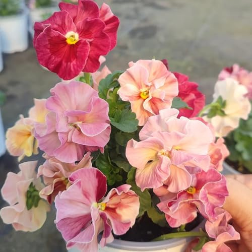 Semi di viola cornuta resistenti, rare Viola cornuta, decorazione, campo di giardino, esotici, varietà 50pcs