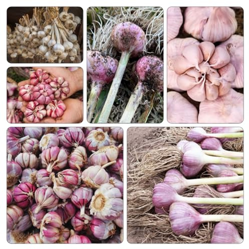 pflanzknoblauch Knoblauch - deko büro zimmerpflanze pflanztopf pflanzenkübel wintergemüse hochbeet balkon büropflanzen dekopflanzen stauden winterhart mehrjährig winterharte 10zwiebeln