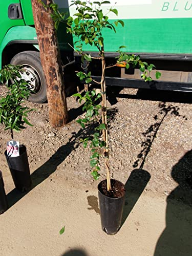 Cereza de Surina - Pitanga una hermosa planta