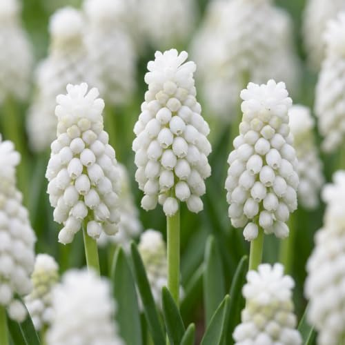 GreenboutiQ - Blumenzwiebeln - Muscari White Magic - Traubenhyazinthen Zwiebeln - Bulbs Hardy Perennial - Farbe Weiß - 50 Stück - Zwiebelgröße 6/7 - XXL Pack