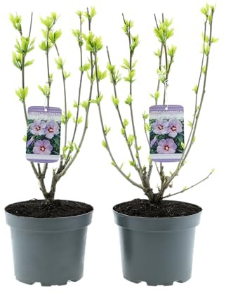 GARDENZO Hibiscus syriacus (Garten-Eibisch), Winterharter Blütenstrauch, 50–70 cm, C3 Topf (19 cm), Blütezeit Juli–September (2, Blau - 'Oiseau Bleu')