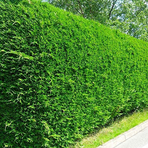 Leyland Cypress - Cupressus Leylandii 2-3ft (10)