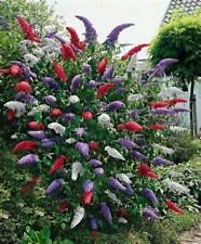Graines d'arbre aux papillons BIG MIX THAT'S BUSHES COMB SH VOIR NOTRE MAGASIN Paquet de 100 graines