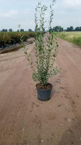 15 Liguster Atrovirens 80-120cm Heckenpflanze – immergrün & winterhart – 3L Topf | schnellwachsend & pflegeleicht | Sichtschutzhecke für Garten – deutsche Baumschulqualität