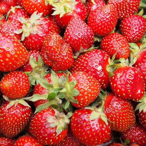Semillas de fresa perenne resistente - invernadero trepadoras bancales elevados para jardín 500pcs