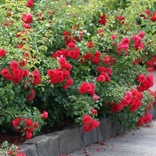 YouGarden Rose 'Flower Carpet Scarlet', Established Rose Plant in 4L Pot, Ground Covering Rose, Summer to Autumn Flowering Red Roses