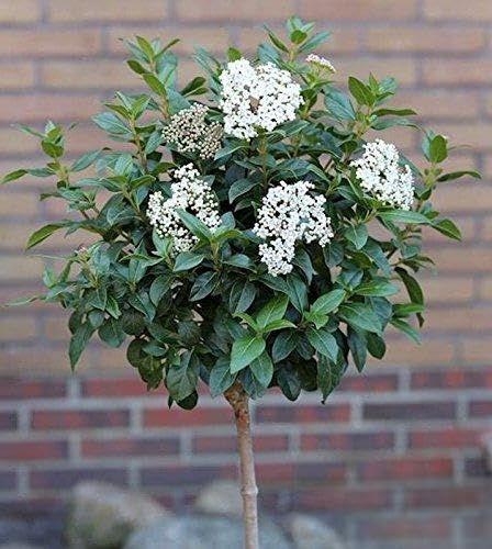 Viburnum tinus Hochstamm 60–80 cm – Immergrün, Mehrjährig, Pflegeleicht – Mittelmeer-Schneeball – Kübelpflanze für Terrasse & Balkon