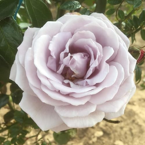 Blue Diamond - 5.5lt Potted Hybrid Tea Garden Rose Bush -Unusual Coloured Lilac, Silver and Grey Toned Blooms - Healthy and Repeat Flowering