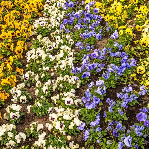 pensamientos de bonsái jardín de semillas prados silvestres Cobertura perenne resistente prado silvestres, siembra otoño, perenne 650pcs
