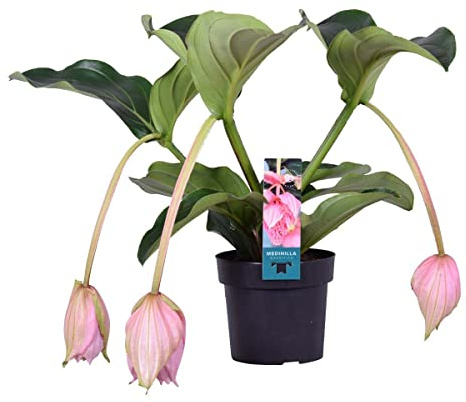 Bloomique - Medinilla magnifica - Medinilla - Zimmerpflanze - Pflegeleichte Pflanze für Innenräume - Topf 17 cm - 50-60 cm