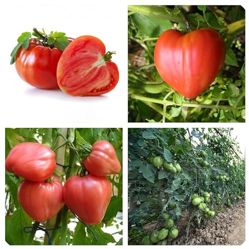 Semi di Pomodoro Cuore di Bue, Varietà Semi-Tardiva, Frutti Grandi a Forma di Cuore 200 pezzi