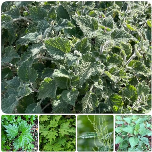 semi di ortica di perenni, varietà antiche ortica biologici da cucina balcone invernali balcone giardino 200pcs