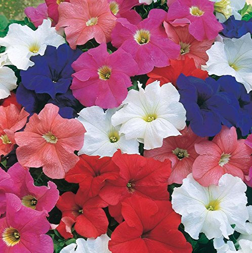 PETUNIA IBRIDA NANA MISCUGLIO NR.100 SEMI
