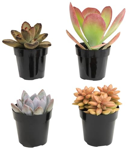 Altman Plants Desert Fire Live Succulents 4-Pack, Mini Plants Succulent Mix, Live Plants, Mini Succulents, House Plants, Live Succulent Plants, Outdoor & Indoor Plants for Event, Wedding, Kid Crafts