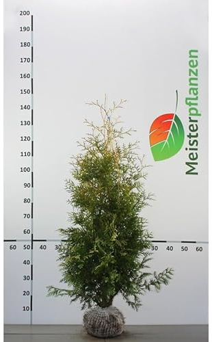 Lebensbaum Thuja Brabant 100-120 cm. 100 Koniferen. Immergrüne Heckenpflanze