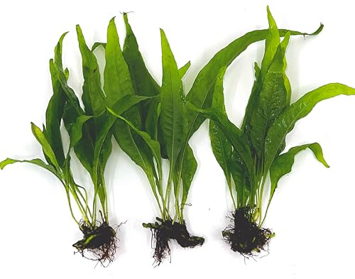 3 Aquatic Plants Bundle | Live Plants for Freshwater Aquariums (3 X Microsorum Java Fern Plants)