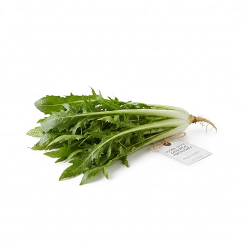 Graines de chicorée Catalogna découpée 6 g | Graines potagères sélectionnées | Semences pour potager, balcon, serre et jardin
