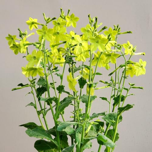 Semi tabacco ornamentale - selvatiche giardino balcone decorazione semi 40pcs