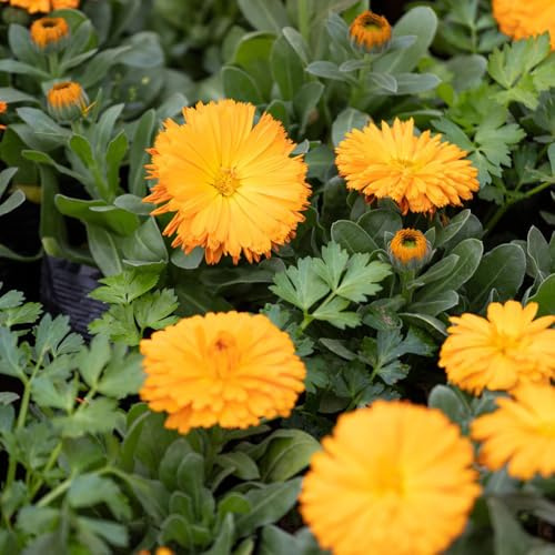 semillas de caléndula semillas de perennes resistentes resistentes jardín cortadas macizo con orgánicas decorativas 400pcs