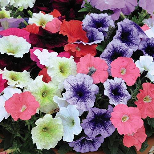 Petunia Summer Bedding Plant, Flowers All Summer, Mixed Colour Flowers, Easy to Grow Plants, Gardens & Patios, 6 x Petunia Frenzy Mixed Plug Plants by Thompson & Morgan