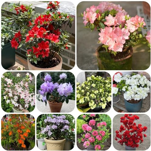 Semillas de azalea, variedades antiguas Rododendro, semillas exóticas Decoración de jardín para exteriores jardín de arbustos en resistentes 400pcs