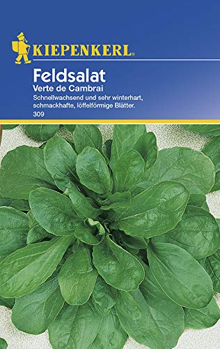 Kiepenkerl 309 Feldsalat Verte de Cambrai (Feldsalatsamen)
